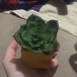 Fake succulent